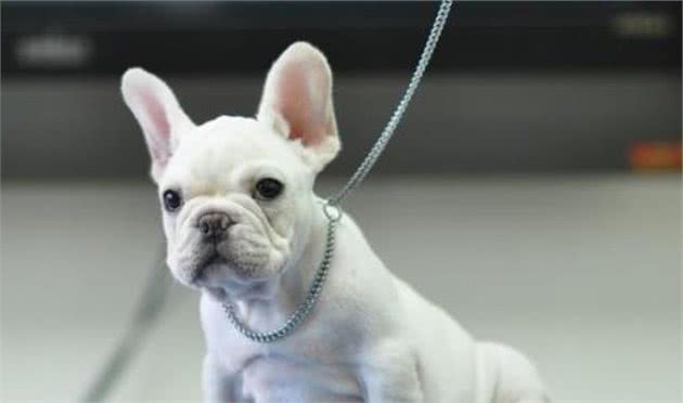 上班族可以养这5种小型犬，不仅仅是可爱，还很好养活