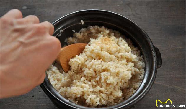 狗狗能吃米饭吗？天天吃米饭好吗？炒饭狗狗可以吃吗？