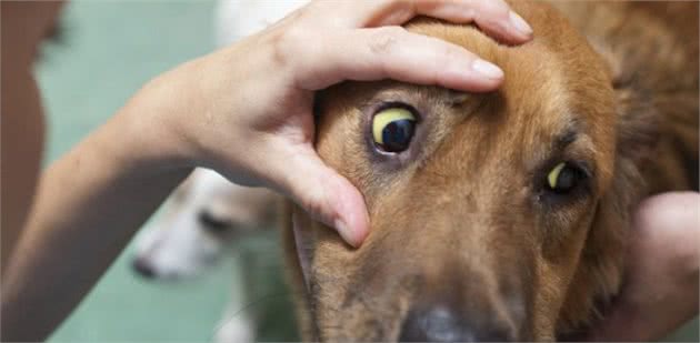 犬“黄疸”指的是什么？病因有哪些？如何治疗这种病症