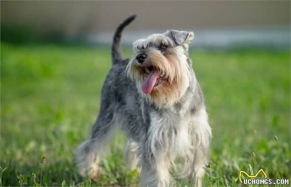 犬“黄疸”指的是什么？病因有哪些？如何治疗这种病症