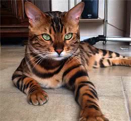 全球最美的18只猫咪，每只都超级呆萌，看第一眼就想养它