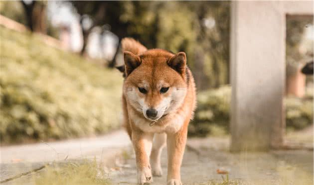 狗狗被宠坏的几种行为，如有遇到，需要及时纠正