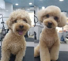 狗狗剪毛不听话怎么办