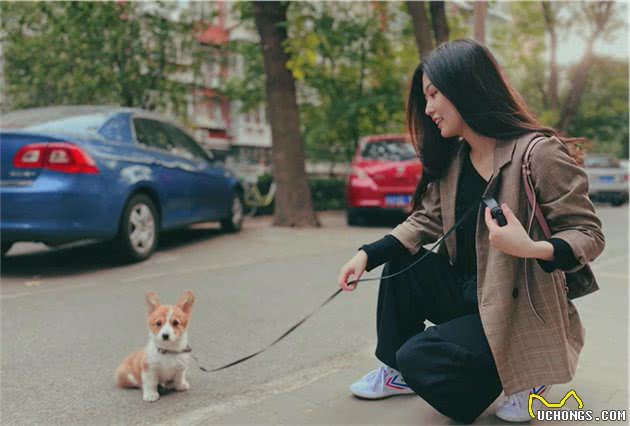 新手养柯基指南|养柯基之前必须知道的八点建议，请收好
