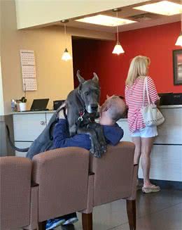 当一群狗狗不知道自己有多大的时候