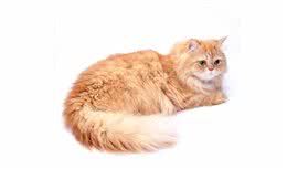猫咪品种大盘点1：波斯猫