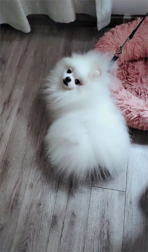 博美有泪痕怎么办？我来告诉你如何去除泪痕