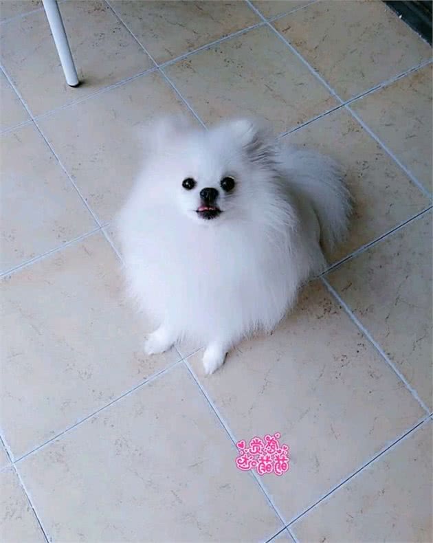 博美有泪痕怎么办？我来告诉你如何去除泪痕