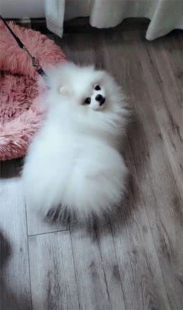 博美有泪痕怎么办？我来告诉你如何去除泪痕