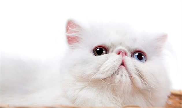 猫咪的6种不同体型，你喜欢高富帅还是矮挫胖？