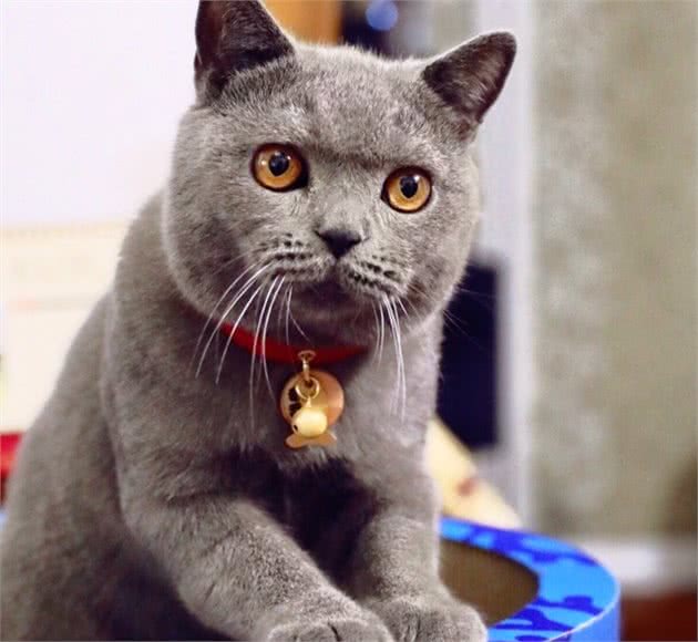 猫咪的6种不同体型，你喜欢高富帅还是矮挫胖？