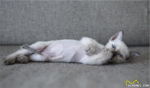 猫咪的6种不同体型，你喜欢高富帅还是矮挫胖？