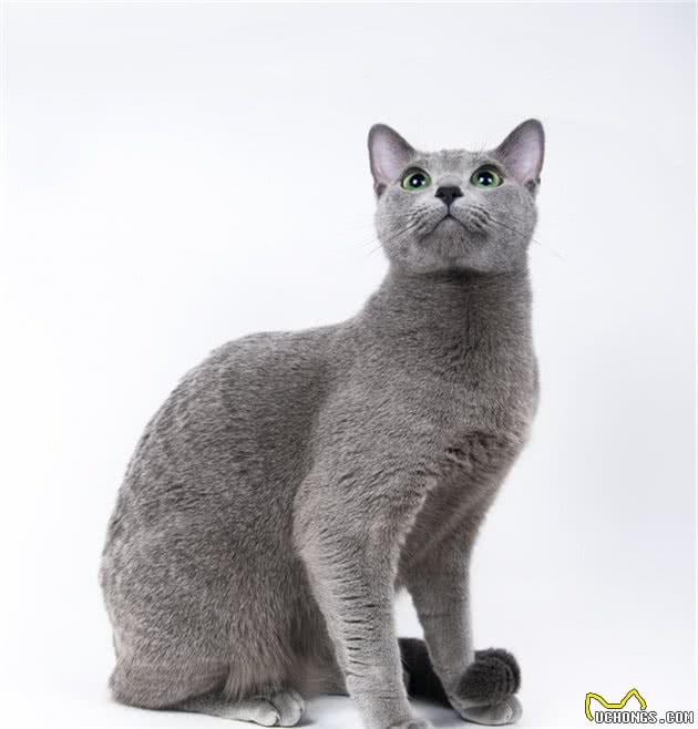 猫咪的6种不同体型，你喜欢高富帅还是矮挫胖？