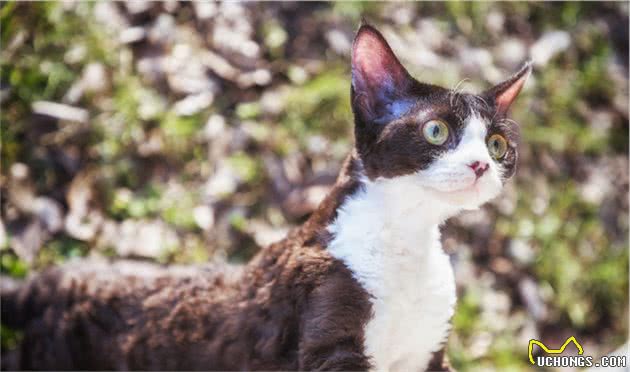 猫咪的6种不同体型，你喜欢高富帅还是矮挫胖？
