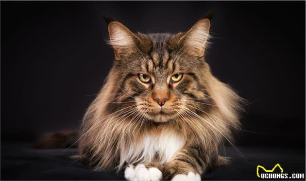 猫咪的6种不同体型，你喜欢高富帅还是矮挫胖？