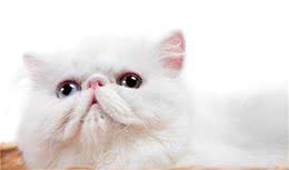 猫咪的6种不同体型，你喜欢高富帅还是矮挫胖？
