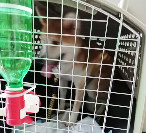 宠物空运：狗狗喝水有讲究，大家需注意