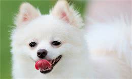 养宠知识：博美幼犬吃些什么