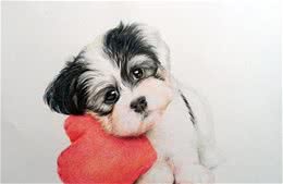 狗狗精力旺盛必须要遛，不然会拆家？辟谣:可能是得了一种病