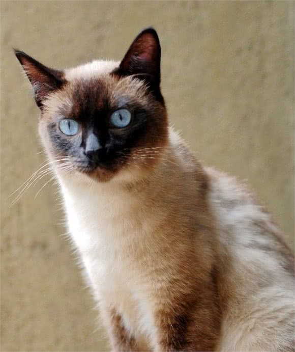 极具吸睛力的巴厘猫