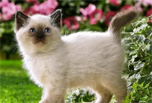 极具吸睛力的巴厘猫