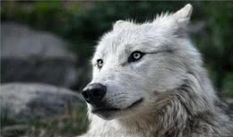 狗宝，再相见时，还是那个老动作好吗？