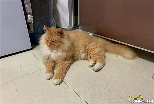 辟谣，长毛猫比短毛猫更脏？不，铲屎官才是猫咪是否洁净的关键