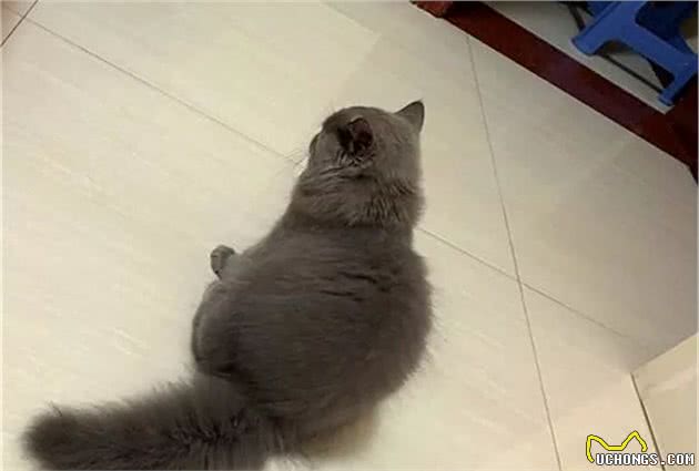 辟谣，长毛猫比短毛猫更脏？不，铲屎官才是猫咪是否洁净的关键