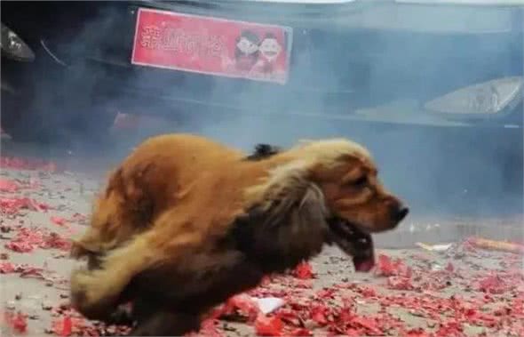 辟谣：狗狗害怕鞭炮声？安慰只会适得其反！3招帮狗狗适应鞭炮声