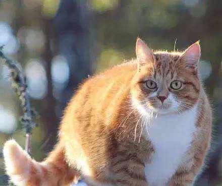 十个橘猫九个胖，还有一个特别胖