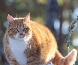 十个橘猫九个胖，还有一个特别胖