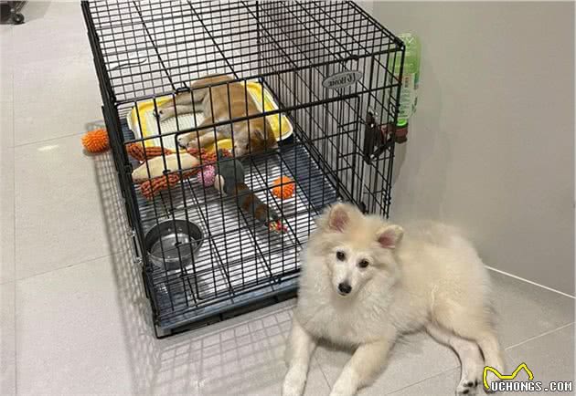 狗狗被主人远程呵斥别乱咬，接下来的行为贱兮兮的