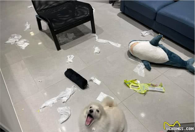 狗狗被主人远程呵斥别乱咬，接下来的行为贱兮兮的