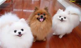 如何养出健康的博美犬？做好这几点就行