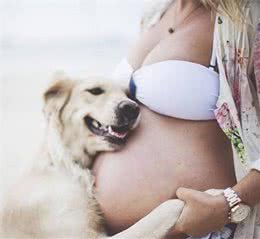 主人怀孕了，狗狗会知道，孕期行为还可能影响狗狗对宝宝的态度