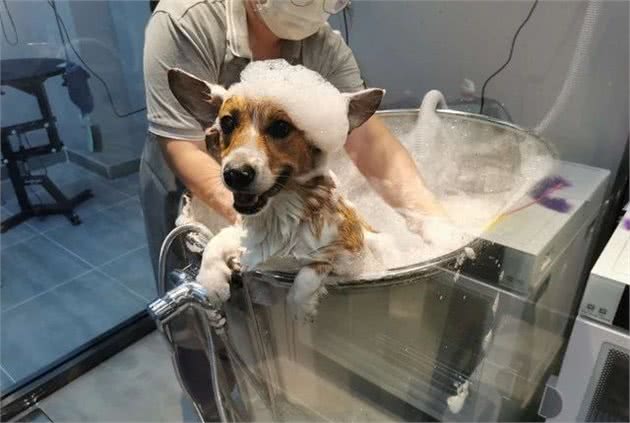 小佩宠物：做为铲屎官，这些清洁卫生小项目你都做到了吗？