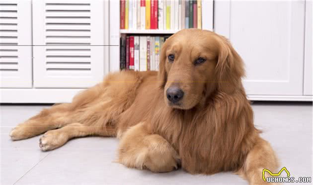 金毛犬分别有什么优点和缺点？你家中了几个？