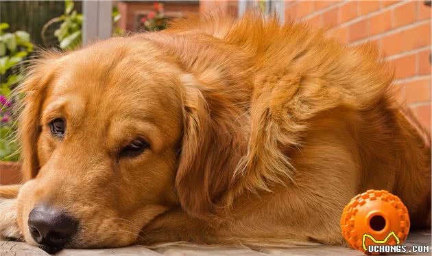 金毛犬分别有什么优点和缺点？你家中了几个？