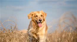 金毛犬分别有什么优点和缺点？你家中了几个？