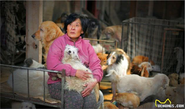 流浪猫狗的最后归宿，人道毁灭