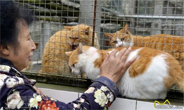流浪猫狗的最后归宿，人道毁灭