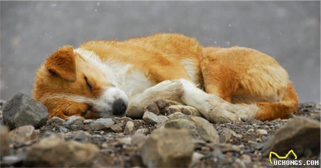 流浪猫狗的最后归宿，人道毁灭