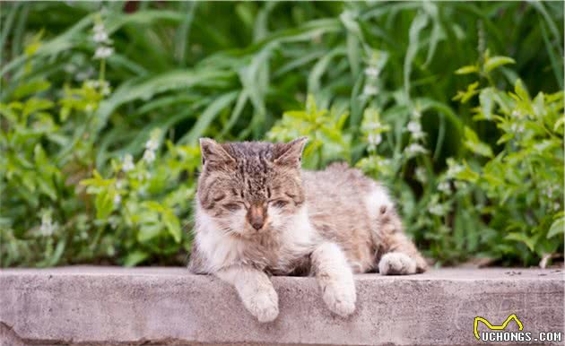 流浪猫狗的最后归宿，人道毁灭