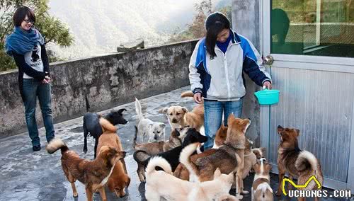 流浪猫狗的最后归宿，人道毁灭