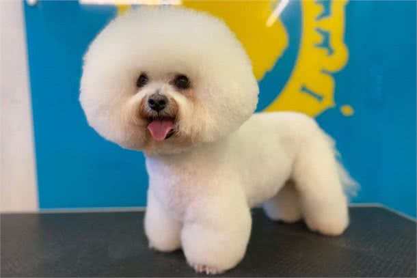 人不如狗系列：在美容师的修剪下，狗狗们焕然一新