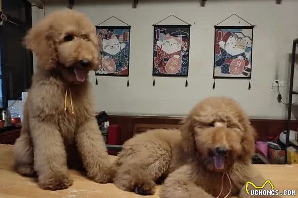 养一只巨型贵宾犬是什么体验？看完后才知道泰迪Plus这么可爱