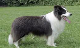 狗狗有泪痕用什么除掉？泪痕导致的原因及处理措施