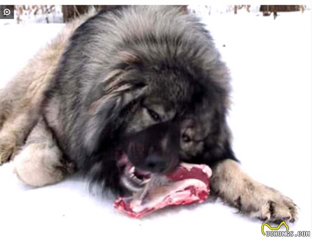 世界排行前十最凶猛的犬！哪国的最厉害？