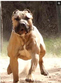世界排行前十最凶猛的犬！哪国的最厉害？