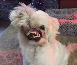 狗狗惨遭腐蚀液毁容，就在被安乐死前……天使出现了！